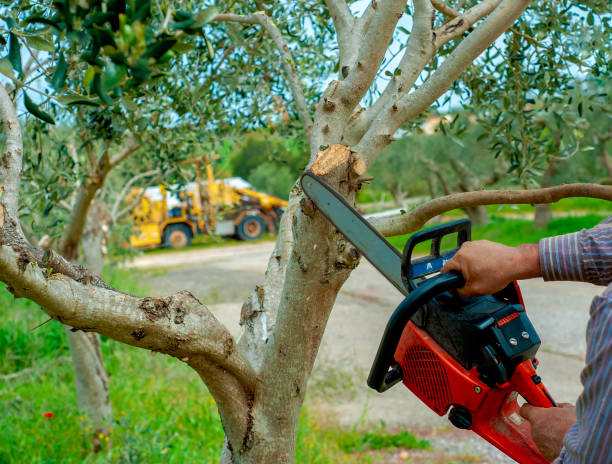 Best Tree Root Removal  in Scanlon, MN